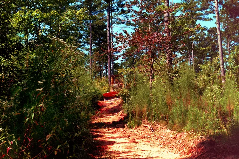 Densely overgrown trail through thick brush and trees in Ontario — the kind of property that needs professional brush clearing