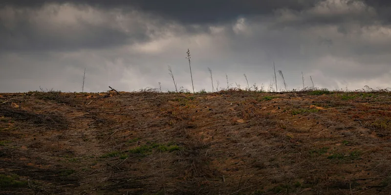Wide cleared hillside with sparse remaining trees and exposed mineral soil — showing the erosion risk after land clearing in Ontario