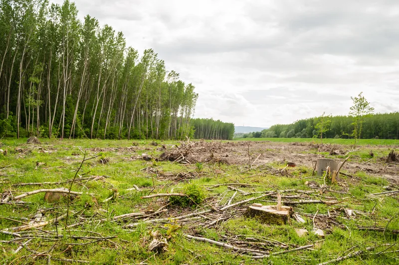 Cleared land with tree stumps and open ground, treeline visible in background