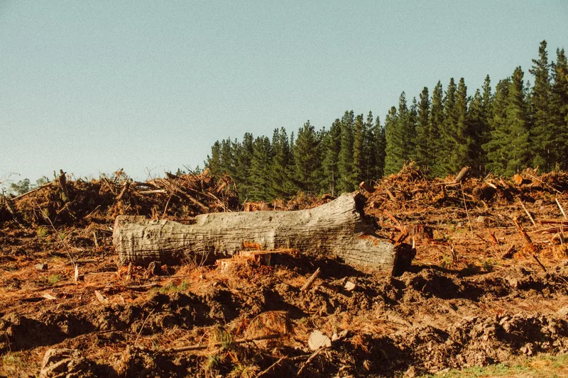Cleared land with a large fallen log in the foreground and a pine treeline in the background — logs and stumps remaining after a clearing job in Ontario