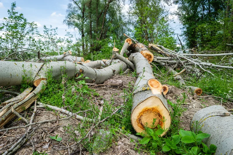 Freshly felled birch logs and cut brush on the ground during land clearing in Ontario — the result of active brush and tree clearing work