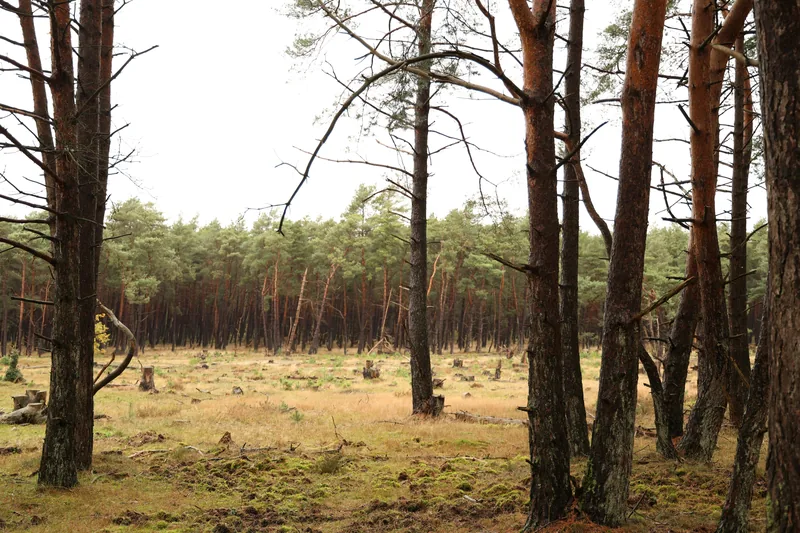 Pine forest floor with tree stumps from previous clearing — the kind of stump field that needs professional grinding before the land can be used