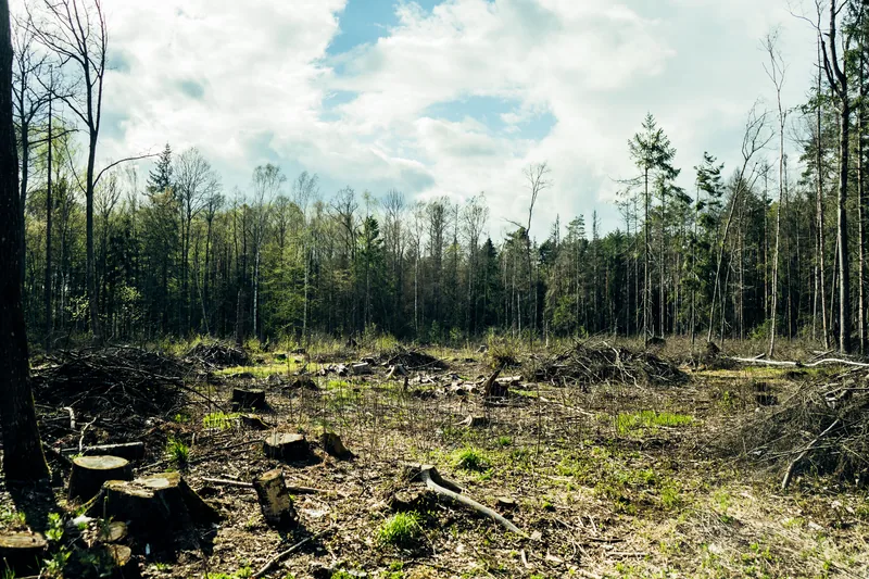 Cleared forest lot with tree stumps and open ground in early spring — the result of a completed forestry mulching project