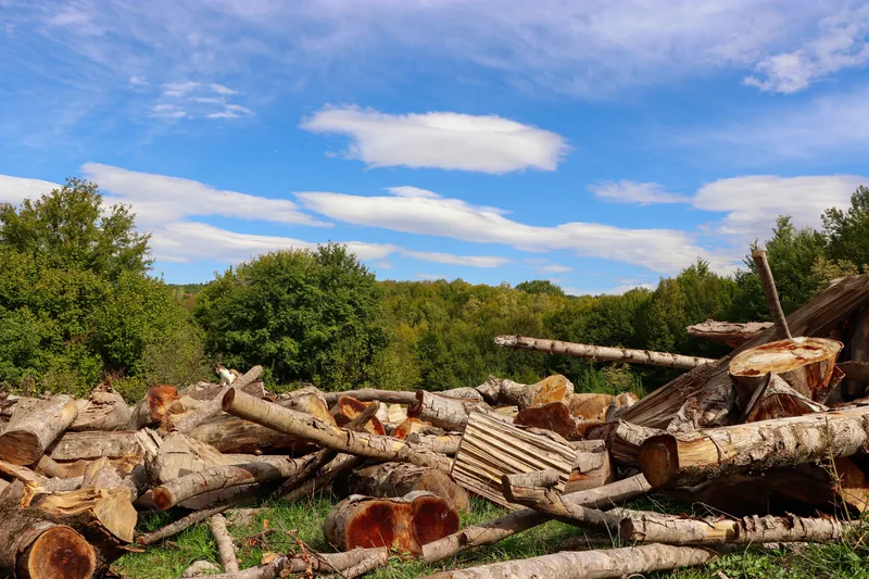Pile of cut hardwood logs from a tree removal job, ready for firewood or hauling