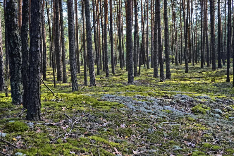 Dense pine forest with a moss-covered floor deep in Muskoka Ontario — the kind of heavy forested terrain common on Huntsville area properties