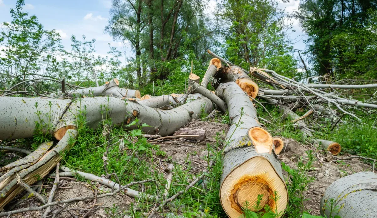 Large fallen trees cut and cleared from a residential property